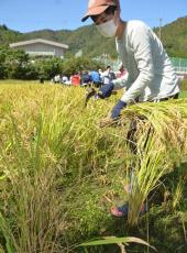 田植えから携わった稲収穫「おばあちゃんに渡したい」　京都・南丹の支援学校生徒
