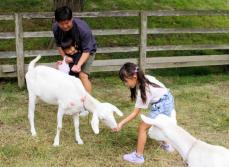 「温かくて気持ちいい」恐る恐る触ったヤギ　子どもたちに笑顔　京都・南丹