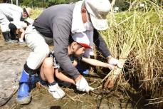 稲刈りざくざく、園児が鎌で収穫体験