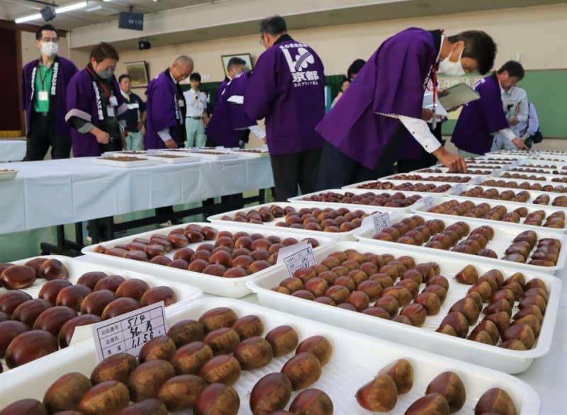 大粒の「丹波くり」ずらり、出来栄え競う　京都・京丹波で品評会