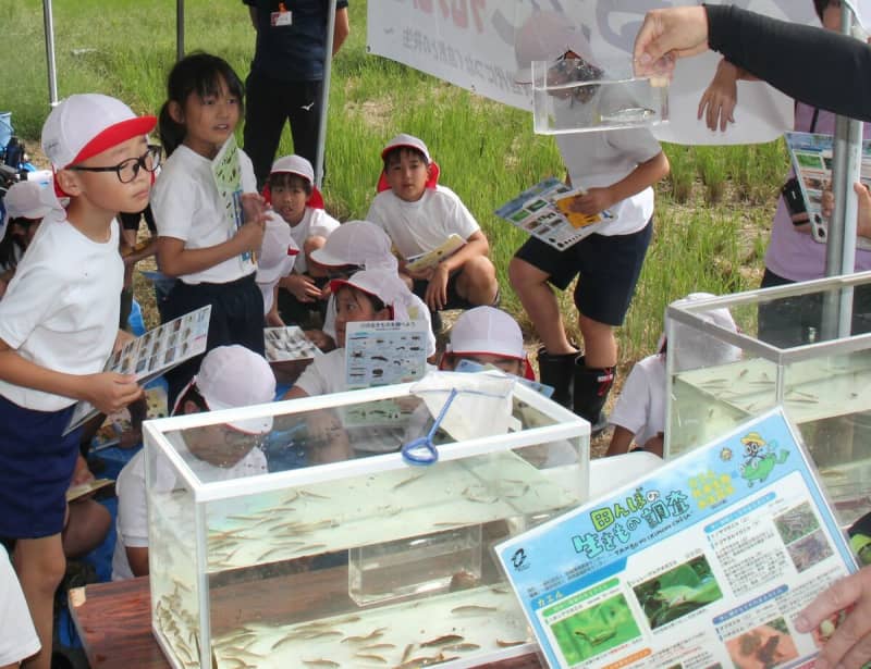 身近な用水路、どんな生き物いるのかな　京都・京丹後の児童が調査