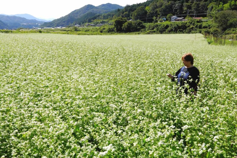 「雪のように白く」ソバの花見頃　10月下旬には実を収穫、特産品に　京都