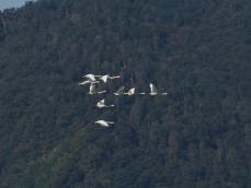 滋賀県屈指の飛来地に今年も　「水鳥天国」琵琶湖にコハクチョウ初確認