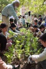 「壬生菜」の発祥地知っている？　地元の小学生が栽培・販売へ　京都・中京