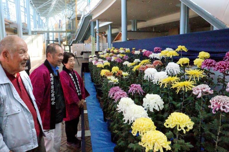 育てた菊、美しさ競う　京都府亀岡市で菊花展示会