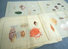 京都の出版社が100年保管、大正期の貝類図鑑「原画」色鮮やか　国内外の研究者が注目