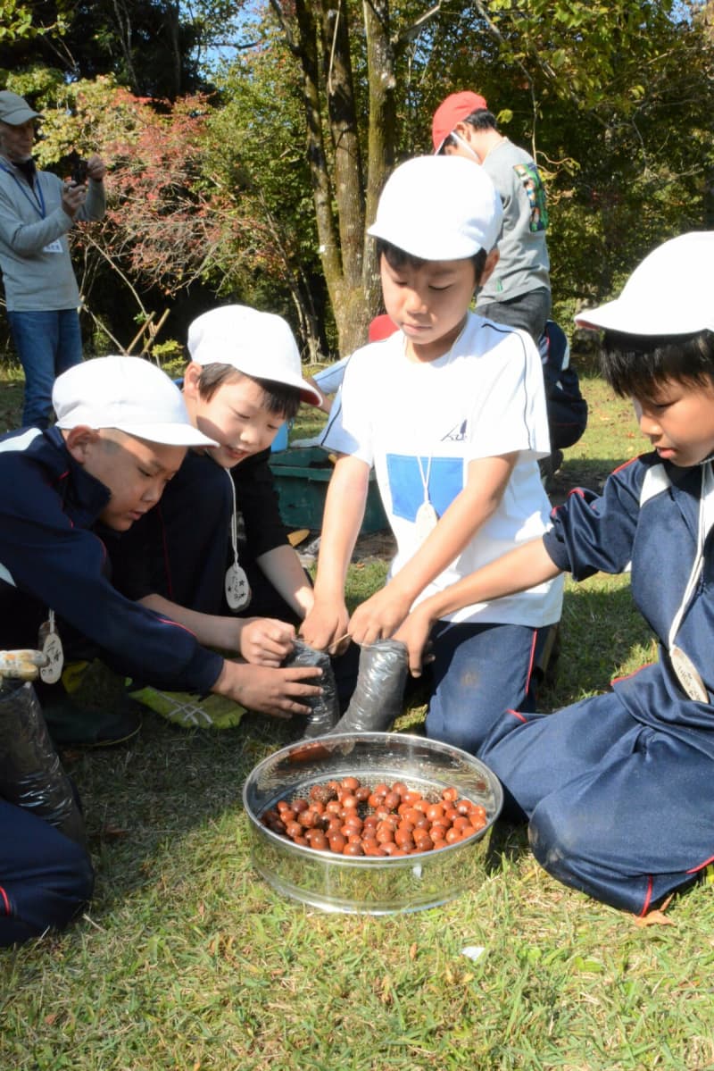 ドングリを食べる動物とは？　滋賀・高島の小学生、ドングリを植え付け