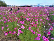 青年団がコスモス栽培に初挑戦、一面に赤紫やピンク、白の花　滋賀・守山