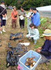 京都の伝統野菜「えびいも」子孫繁栄の象徴　農家が栽培ノウハウ学ぶ