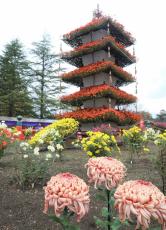 ようやく見頃「菊花展」330点を展示　赤色小ぶりな「初日の出」も　京都・京丹波