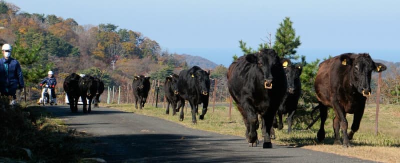 モウ冬ごもり、牛駆ける　放牧から牛舎に戻す「収牧」作業、京都