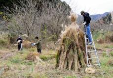 かや刈りザクザク、大学生もお手伝い　京都府南丹市の「かやぶきの里」
