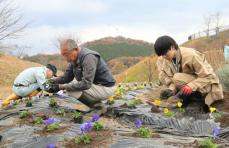 高校生が育てたパンジーの苗、地域住民と一緒に植え付け　京都府京丹波町