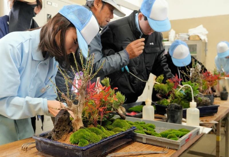 新春に向け寄せ植え作り　農業学ぶ高校生が丹精込め「松竹梅眺めて」京都・福知山　