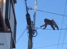 京都市上京区の住宅街に珍客　あわや、サルも電線から落ちる！？「こけかけていた」【動画あり】
