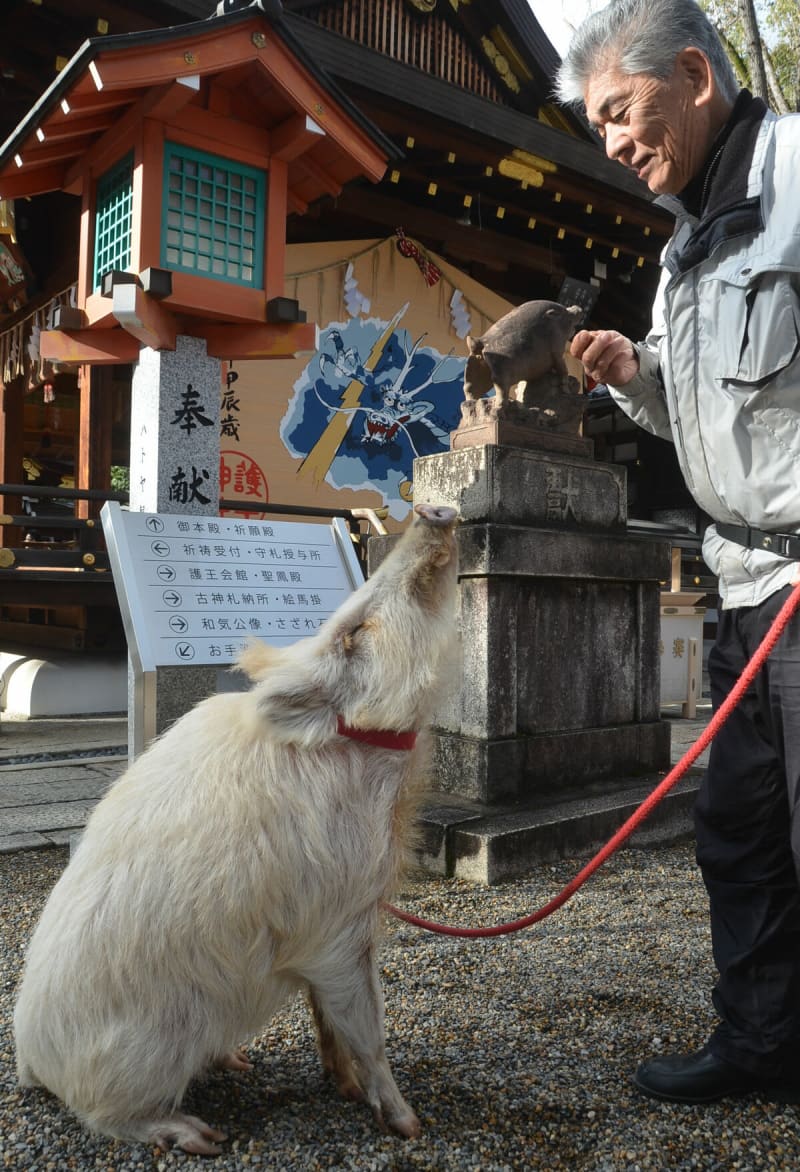 「前向きに」能登半島地震に励まし　「幸運の白いイノシシ」京都市上京区の神社に
