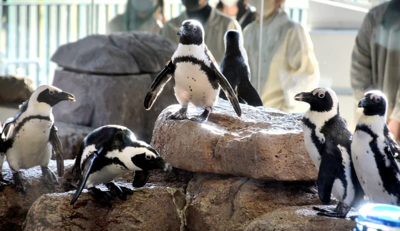 ふわふわ綿羽は今だけ、ケープペンギン赤ちゃん誕生　京都市下京区の京都水族館