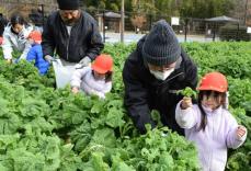 「天ぷらで食べたい」京都府長岡京市の園児が特産品「花菜」の摘み取り体験