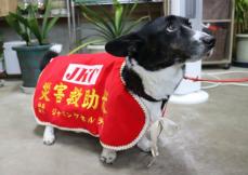 能登地震で活躍する災害救助犬、その能力とは　6歳コーギー「ヒルネ」は安否確認に貢献