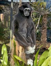 京都市動物園のシロテテナガザル「クロマティー」天国へ　推定39歳、園の人気者