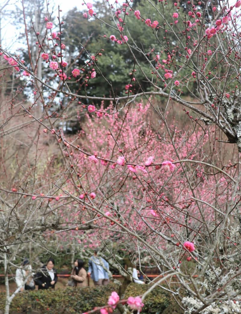 紫式部ゆかりの大津の石山寺で「梅つくし」　盆梅展示や梅にちなんだ料理も