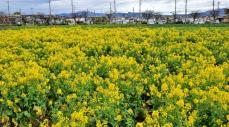黄色いじゅうたん「摘み取らないで」京都・長岡京の特産品、収穫後の「置き土産」