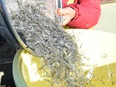 琵琶湖に異変、アユが歴史的不漁　平年の3％「出荷できない状況」