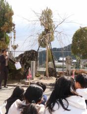 創立150周年記念にシダレザクラ　児童は開花心待ち　京都・亀岡市の小学校