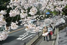 いよいよ春本番、京都でソメイヨシノ開花　近畿で一番乗り、平年より3日遅く