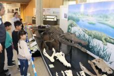 「大昔のワニ想像して」小学2年生が180万年前の地層から歯の化石見つけた　滋賀で企画展