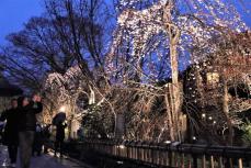 京都市東山区の祇園で桜ライトアップ　「白川宵桜」観光客うっとり