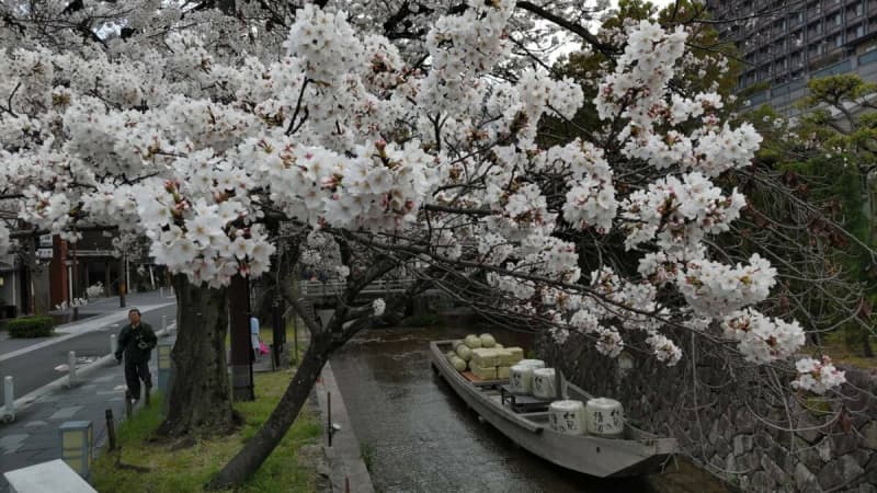 京都市で桜が満開　平年より1日、昨年より12日遅く