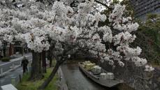 京都市で桜が満開　平年より1日、昨年より12日遅く