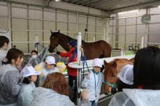 サラブレッド「温かかった」　滋賀県栗東市の競走馬訓練施設で親子ツアー