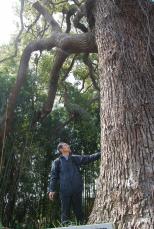 「すごい森」も収録　元公務員が撮影した数々の巨樹　連載まとめて出版「宝物を大切に」