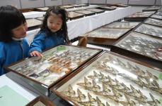 「羽きらきら」「葉っぱみたい」チョウやトンボ、捕獲禁止の昆虫標本も　京都府福知山で展示会