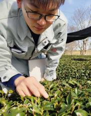 「一番茶の萌芽を宣言」京都北部3市　1カ月後に摘み取り、農家は防霜対策を