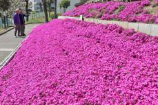 京都の団地にピンク色のじゅうたん　住民植えたシバザクラが見頃