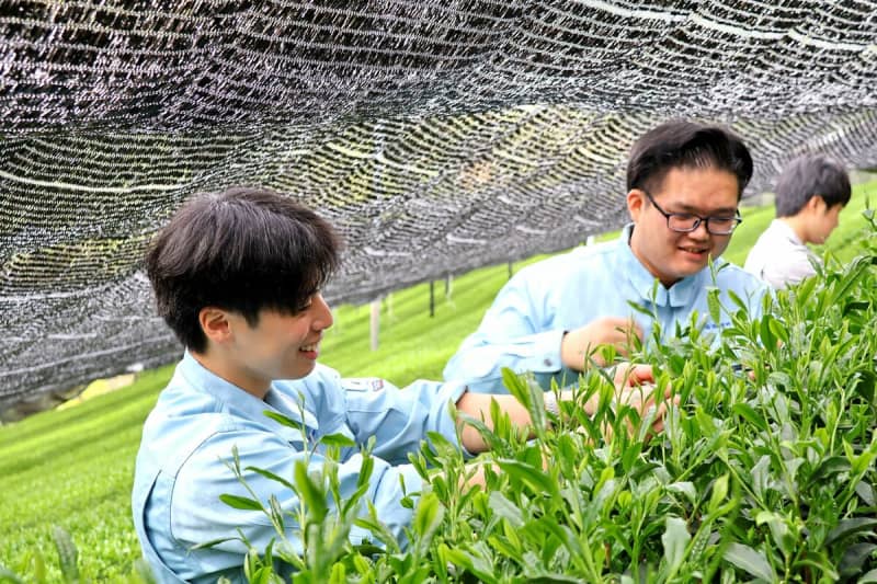 茶摘みで見据える地域の未来　町の新規採用職員が茶園で研修　茶文化と農家の大変さを理解