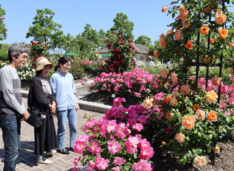 1400株のバラ園が「過去最高の出来」　品種増やし色鮮やかに　滋賀県彦根市の公園で見頃