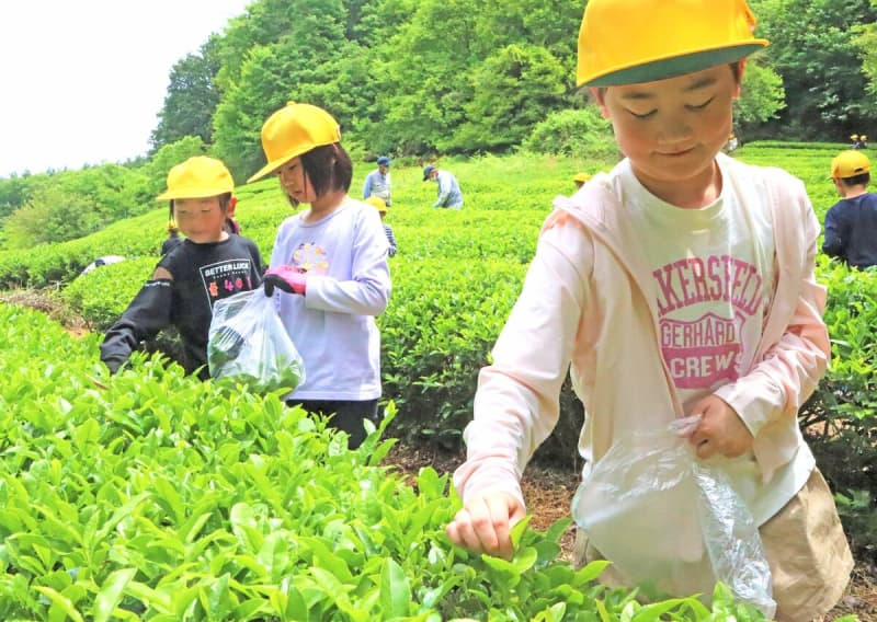 一面の緑に浮かぶ黄の帽子　小学生が柔らか新芽摘みました　京都・京丹波町の茶畑