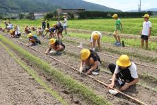 「きれいな水が小豆の栽培に適していた」　京都府亀岡市特産の小豆「馬路大納言」を小学生が植え付け