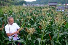 手塩にかけた夏の味、食べてみて　無農薬トウモロコシ、京都で収穫最盛期