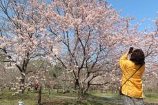 新宿御苑の桜も京都に起源　探偵顔負け、研究者が挑む「謎解き」の鮮やかさ