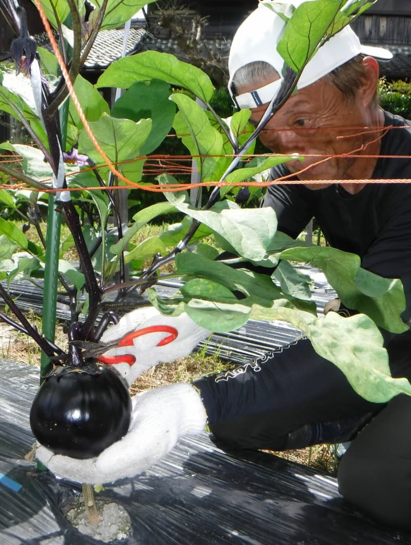 煮るととろける柔らかさに　滋賀県南部の伝統野菜「杉谷なすび」の出荷始まる