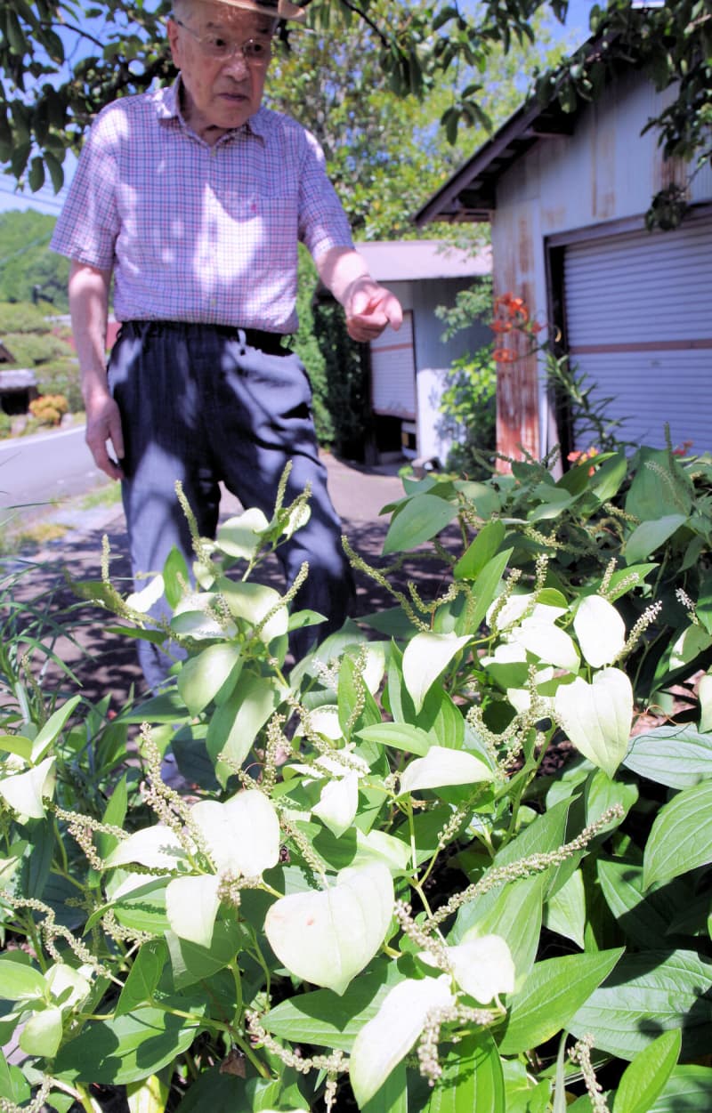 「ハゲッショー」猛暑に負けず涼やかな白　園芸好きの98歳が育てる