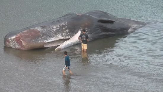 長島町 大型のクジラ1頭打ち上げられる マッコウクジラと見られる 全長約16メートル