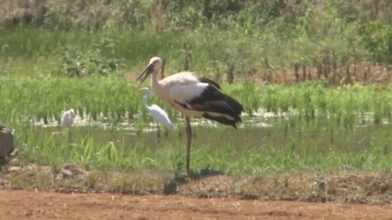 特別天然記念物コウノトリ 長島町の田んぼに3羽飛来 ｢幸せを運ぶ鳥｣