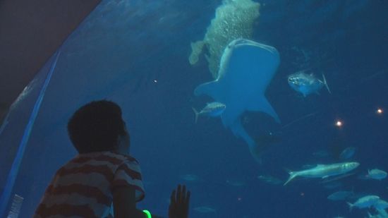 県内の不動産会社が夜のかごしま水族館に子供たちを招待　「水槽が学校のプールより大きく深かった」