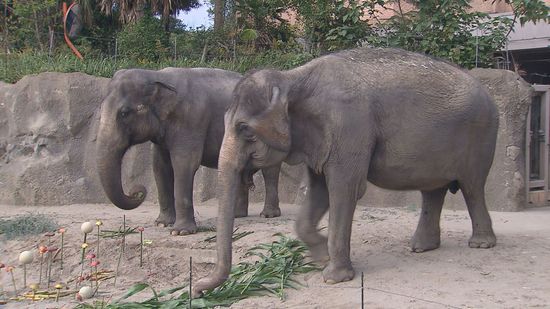 平川動物公園アジアゾウが誕生日！豪華な果物野菜プレゼント